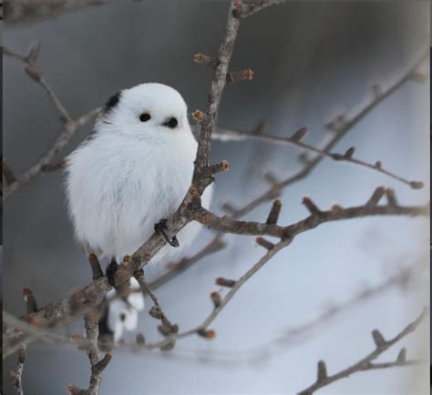 This Adorable Little Bird Is Called The Shima Enaga And It Looks Like