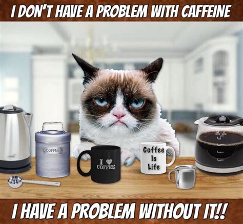 Grumpy Cat Coffee ☕️☕️☕️☕️☕️ Funny Grumpy Cat Memes Grumpy Cat