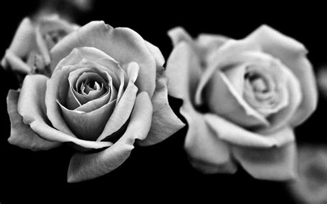 Rosa Bild Black And White Rose Wallpaper