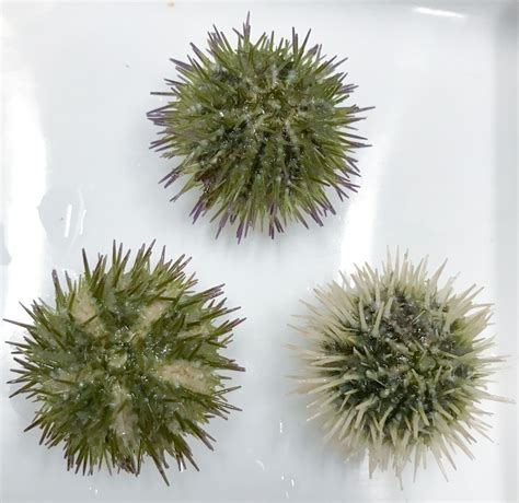 Sea Urchins For Sale Buy Live Baby Sea Urchins For Aquariums