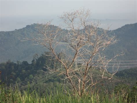 Bahasa perhubungan di kawasan perumahan. Cikgu Rozali: PERANAN BAHASA MELAYU SEBAGAI BAHASA ...