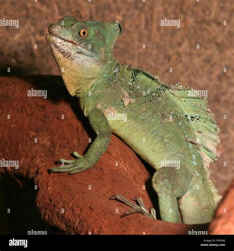 Male Central American Green Or Plumed Basilisk Basiliscus Plumifrons