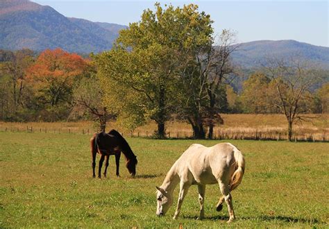 Horses In Cades Cove Photograph By Dan Sproul