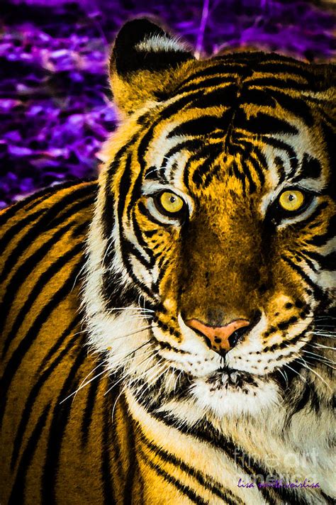 Purple And Gold Tiger Photograph By Lisa Smith Pixels