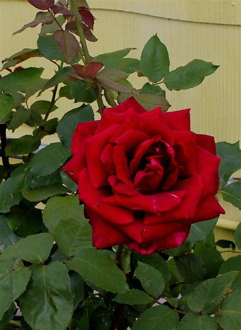 Our Papa Meiland Rose John And Charlotte Hensleys Garden 2013 Papa