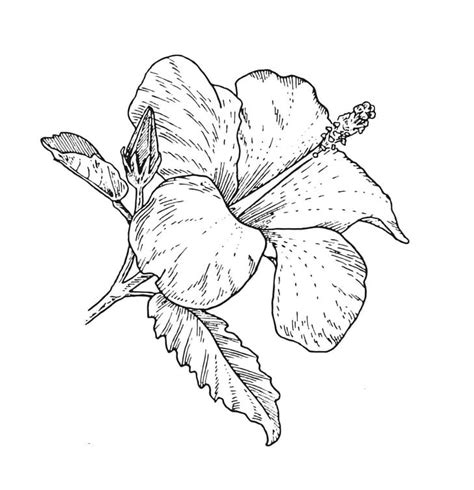Printable Hibiscus Flower Coloring Page Download Print Or Color