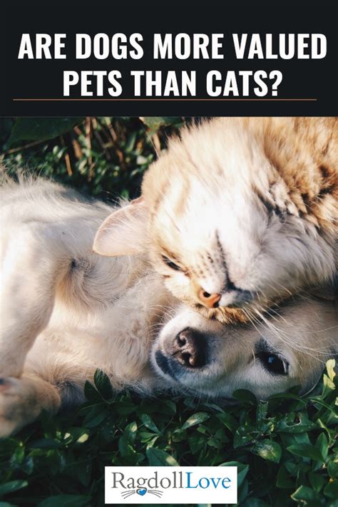 5 Facts To Support The Belief That Dogs Are More Valued Pets Than Cats