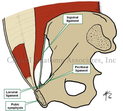 Lacunar Ligament Ligaments Of The Lower Limb Pelvis Knee Ankle