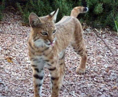 Types Of Wild Cats In Arizona All Things About Pets