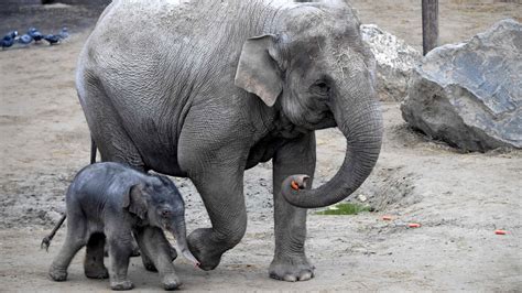 Trump Reverses Ban On Elephant Trophy Imports