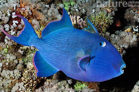 Nature Picture Library Blue Triggerfish Pseudobalistes Fuscus Shark
