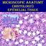 What Is Epithelial Tissue  Full Information Histology