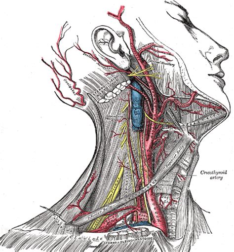 Vascular Anatomy Of The Head And Neck