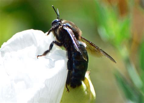 Bees play a vital role in food production carpenter bees are only dangerous in very rare occasions. California Carpenter Bee, Xylocopa californica