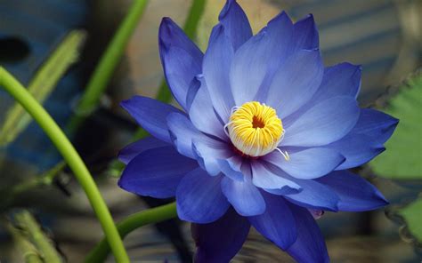 Flor De Loto Azul Hd Blue Lotus Flower Lotus Flower