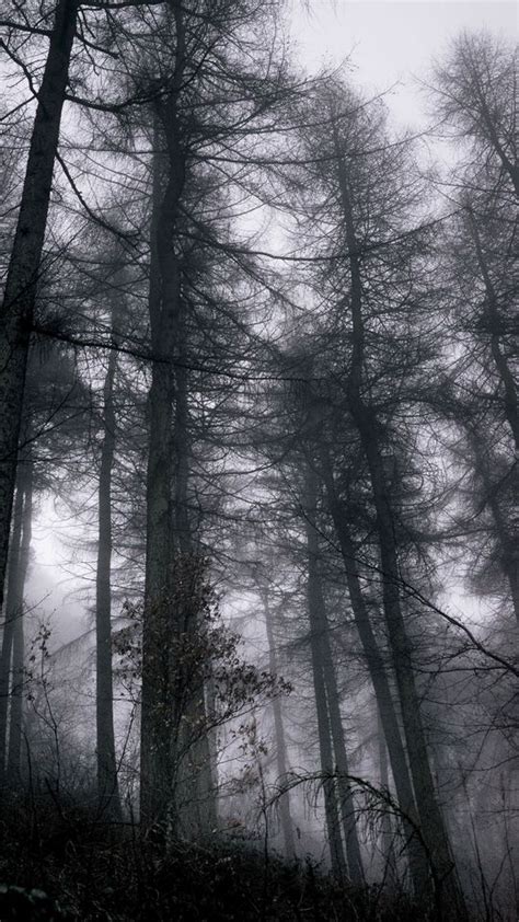 Download Wallpaper 540x960 Forest Fog Trees Branches Black Gray