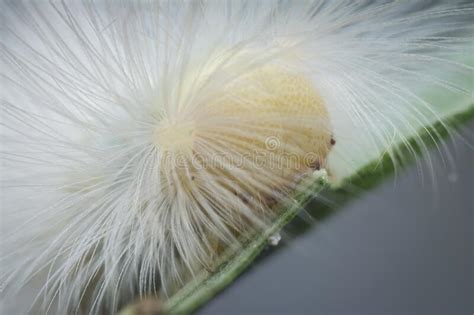 Closeup With Tussock Moth Larvae Caterpillar Stock Photo Image Of Creature Crawl