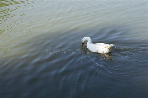 White Duck In The Lake Stock Photo Image Of Fowl Aquatic 41031068