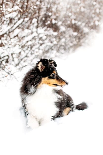 Premium Photo Sheltie Puppy Dog Walks Outside In Winter White Snow