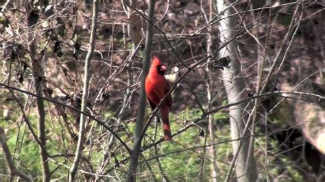 Cardinal Singing Hd Youtube