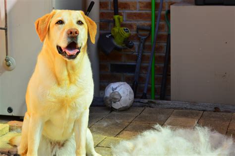 15 Dogs That Shed The Most Beware Of These Heavy Shedders