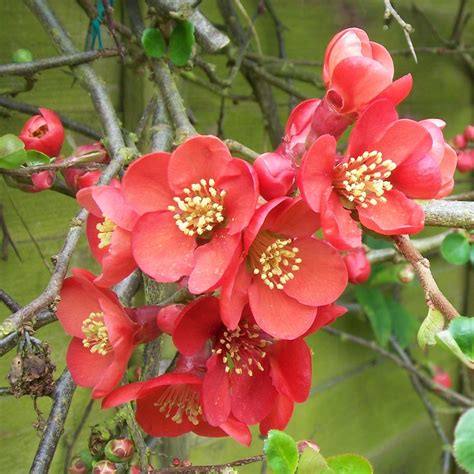 Chaenomeles X Superba Elly Mossell Flowering Ornamental Quince