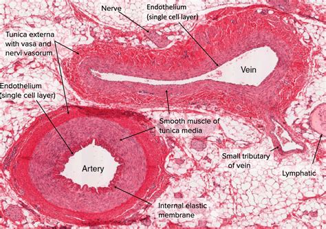 Cross Section Of An Artery