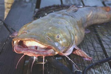 15 Amazing Types Of Freshwater Catfishes Natgeos