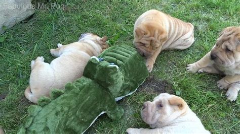 Check out our breed information page! Seven Shar Pei puppies play with their brand new toy - a ...