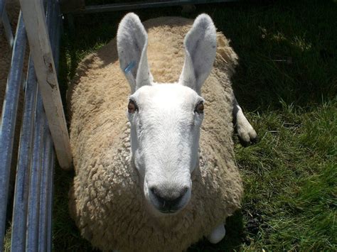 Border Leicester Sheep Facts Pictures Behavior And Care Guide Pet Keen