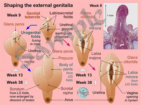 Genital Beading Tumblr Telegraph