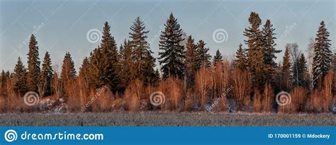 Treeline Panorama In Winter Stock Image Image Of Spruce Woods 170001159