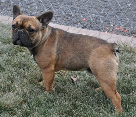 You and your blue french bulldog puppy can have a perfect relationship ever believed in fairytales and happy endings? Tanner (red sable - carrier of both blue & recessive black ...