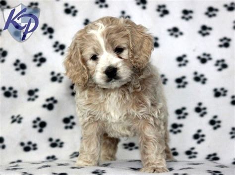 By getting them used to having their paws handled, nail trimming will not be difficult as they grow. 1000+ images about Cockapoo on Pinterest | Dog coat pattern, English cocker spaniel and For dogs