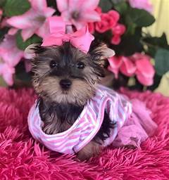 Puppies For Sale Houston Craigslist