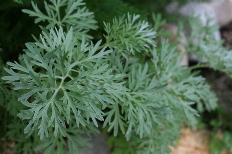 300 Artemisia Absinthium Wormwood Seeds Absinthe Medicinal Etsy Canada