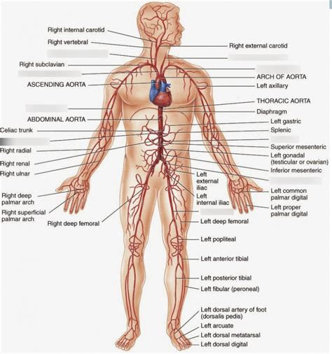 A recent addition to our study modes! Arteries Diagram Quizlet / Arteries And Their Function ...