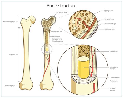 There are two ways to study bone histology. Human Bone Cross Section Of A Bone : Human Skeletal System ...