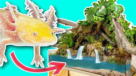 I Built Her Axolotl A Massive Indoor Pond Aquariuminfo Part 2 Youtube