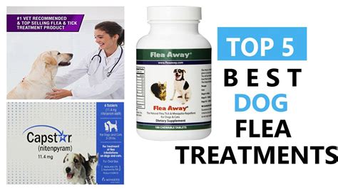 Best Dog Flea Treatments Top 5 Best Dog Flea Treatments Review Youtube