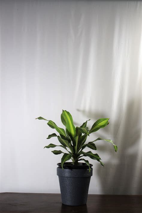 Blooming Dracaena Corn Plant