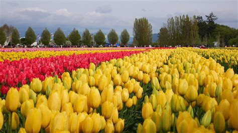 2019 Skagit Valley Tulip Festival In Mount Vernon Washington 2019