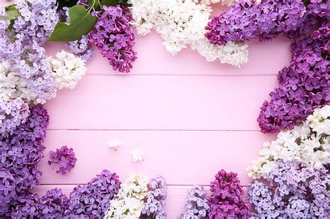 Hd Wallpaper Lilac Flowers Purple Spring Vase Wallpaper Flare