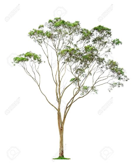 Eucalyptus | Tree drawing, Landscape trees, Australian trees