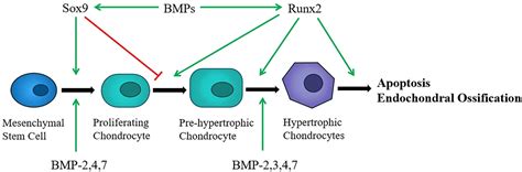 chondrocytes directly transform into bone cells in 57 off