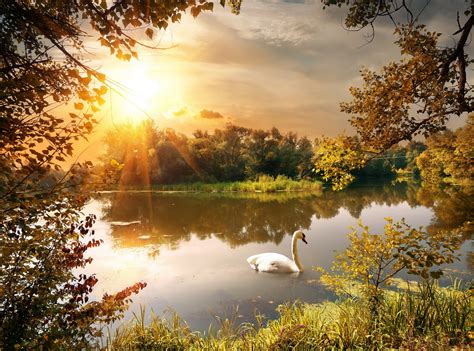 Autumn River Swan Sunrises And Sunsets Scenery