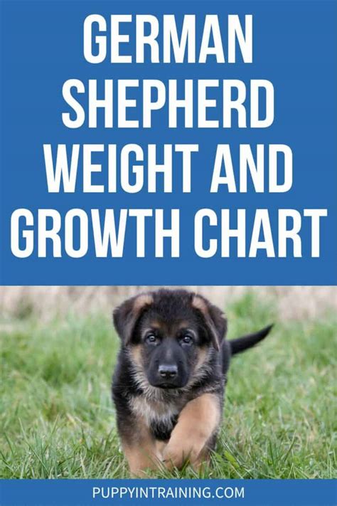 German Shepherd Weight And Development Chart Happenow