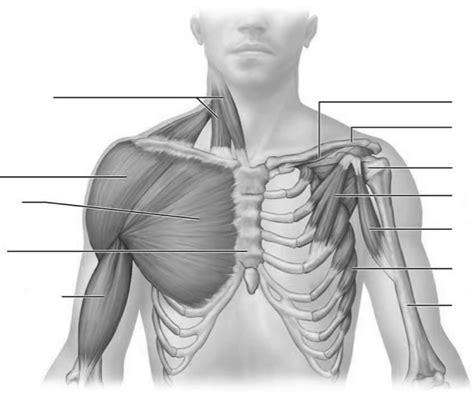 Anterior View Of Superficial Muscles Of Thorax And Shoulder Diagram