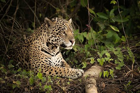 The Most Dangerous Animals Of The Amazon Rainforest Worldatlas