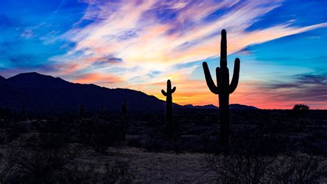 Wallpaper Cacti Cactus Sky Sunset Desert Clouds Blue 1920x1080